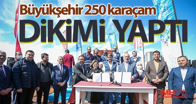  Büyükşehir 250 karaçam dikimi yaptı