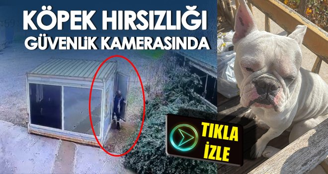  Köpek hırsızlığı güvenlik kamerasında