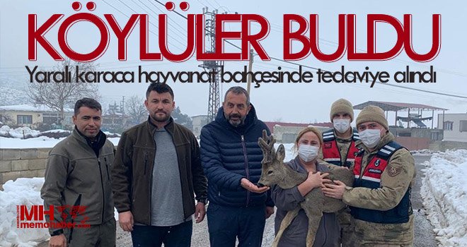  Köylülerin bulduğu yaralı karaca hayvanat bahçesinde tedaviye alındı
