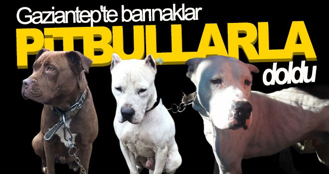  Küçük Asiye'nin saldırıya uğradığı Gaziantep'te barınaklar pitbullarla doldu