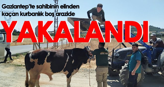  Kurban yakalama timi kaçan ilk kurbanı yakaladı