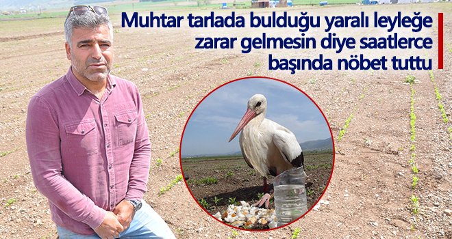  Muhtardan yaralı leylek nöbeti