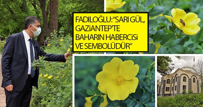  Sarıgüllük Mahallesi, sarı güllerle donatıldı