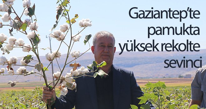 10 bin ton pamuk rekoltesi bekleniyor