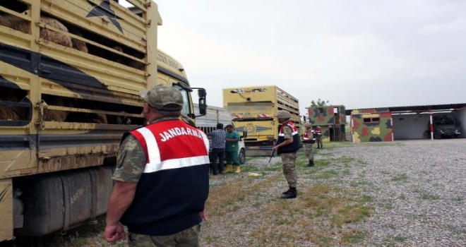 Diyarbakırda Kaçak 650 Küçükbaş Hayvan Ele Geçirildi