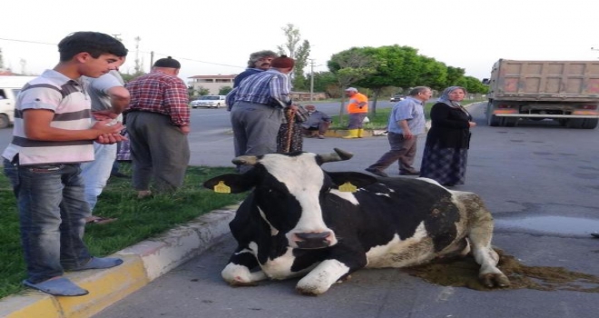 Büyükbaş Hayvanına Otomobil Çarptı, Bayıldı 