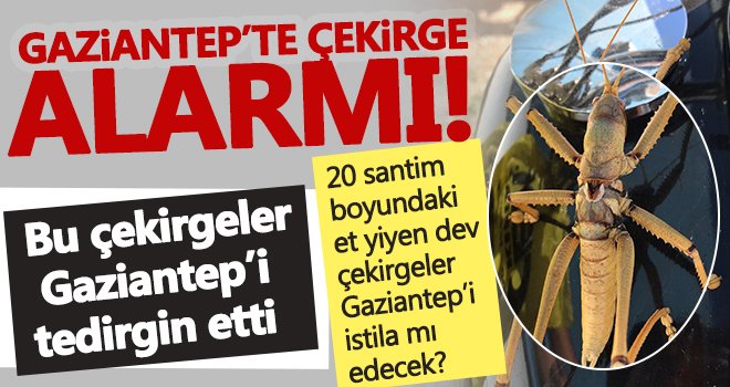 20 santimlik dev çekirgeler Gaziantep’te de görüldü