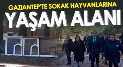 Gaziantep’te sokak hayvanlarına yaşam alanı