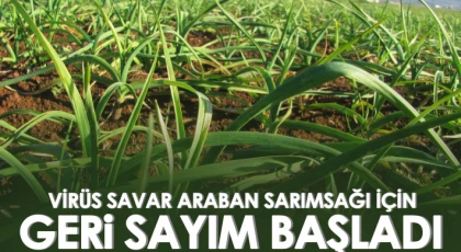 Virüs savar Araban sarımsağı için geri sayım başladı