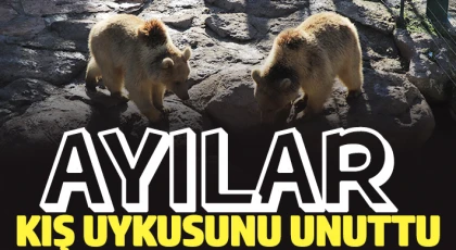  Hayvanat bahçesindeki ayılar bu yıl da kış uykusuna yatmıyor