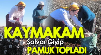 Kadın kaymakam şalvar giyip pamuk topladı