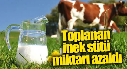 Toplanan inek sütü miktarı azaldı