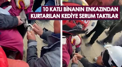 10 katlı binanın enkazından kurtarılan kediye serum taktılar