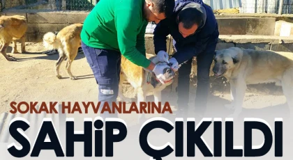  Sokak hayvanlarına sahip çıkıldı