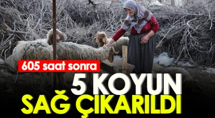  Nurdağı'nda 605 saat sonra 5 koyun sağ çıkarıldı
