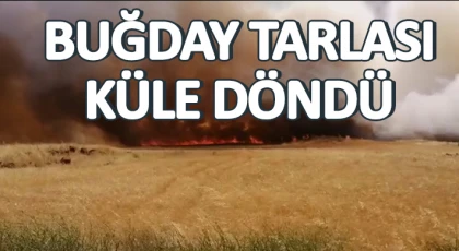 Buğday tarlası küle döndü