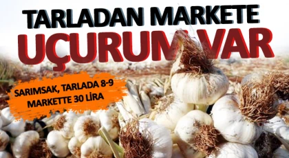 Fiyat uçurumu! Sarımsak, tarlada 8-9, markette 30 lira