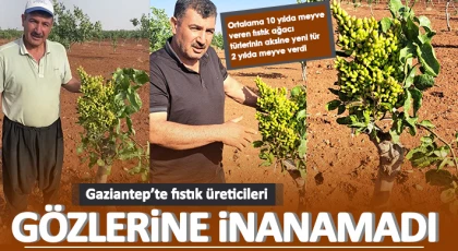 Gaziantep’te fıstık üreticileri gözlerine inanamadı