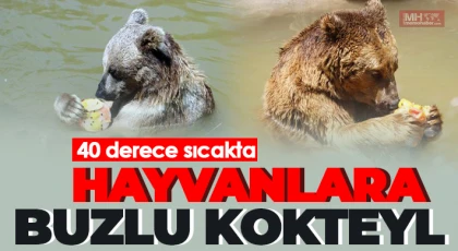 40 derece sıcakta hayvanlara buzlu kokteyl