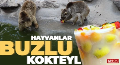 45 derece sıcaklıkta hayvanlar buzlu kokteylle serinledi