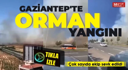 Gaziantep'te orman yangını