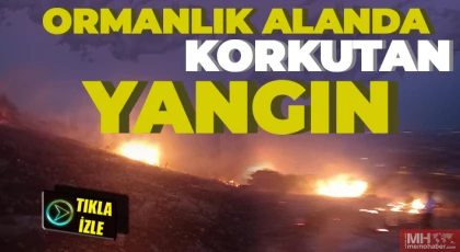 Kocatepe'de ormanlık alanda yangın