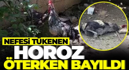 Nefesi tükenen horoz öterken bayıldı