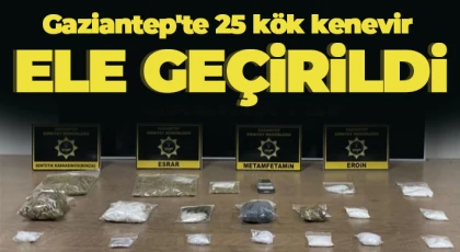 Gaziantep'te 25 kök kenevir ele geçirildi