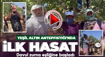 Gaziantep'te baklavalık Antepfıstığı hasadı başladı