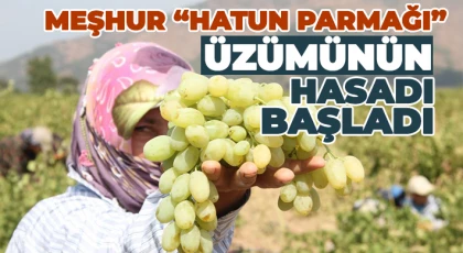 'Hatun Parmağı' üzümünün hasadı başladı