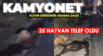 Kamyonet koyun sürüsünün arasına daldı, 25 hayvan telef oldu