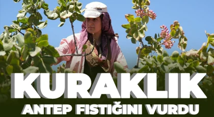 Kuraklık Antep fıstığını vurdu...