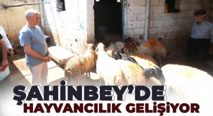  Şahinbey’de hayvancılık gelişiyor