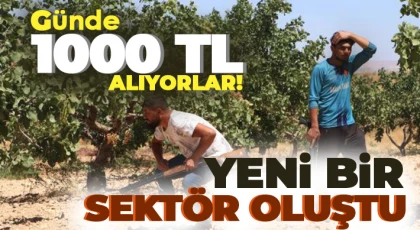 'Yeşil altın' Antep fıstığını günlük 1000 TL'ye koruyorlar