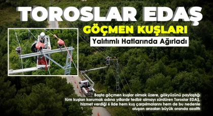 Toroslar EDAŞ göçmen kuşları yalıtımlı hatlarında ağırladı