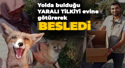Yolda bulduğu yaralı tilkiyi evine götürerek besledi