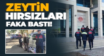Zeytin hırsızları Jandarma dedektiflerinin ağında yakalandı