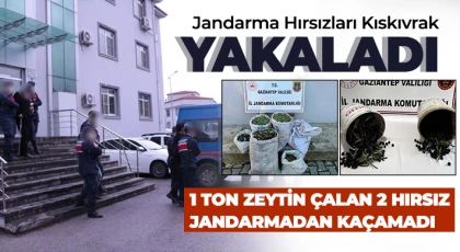 Gaziantep'te 1 ton zeytin çalan hırsızlar jandarmadan kaçamadı