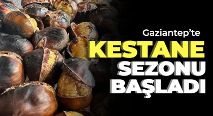 Gaziantep’te kestane sezonu başladı