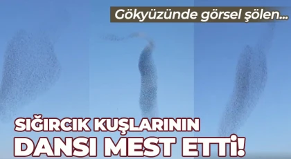 Sığırcık kuşlarının gökyüzündeki dansı hayran bıraktı