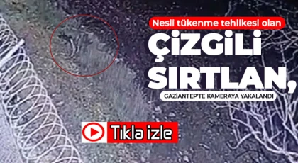 Nesli tükenme tehlikesi olan çizgili sırtlan, Gaziantep'te kameraya yakalandı