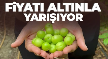 Eriğin ilk hasadını yaptılar...Fiyatı altınla yarışıyor
