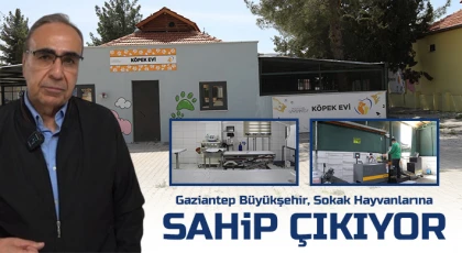 Gaziantep Büyükşehir, sokak hayvanlarına sahip çıkıyor