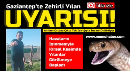 Havaların ısınmasıyla ortaya çıktılar tek ısırığı ölüme yol açabilir
