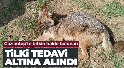 Gaziantep’te bitkin halde bulunan tilki tedavi altına alındı
