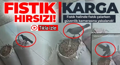Karga, fıstık halinde fıstık çalarken güvenlik kamerasına yakalandı!