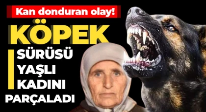Köpek sürüsü yaşlı kadını parçaladı