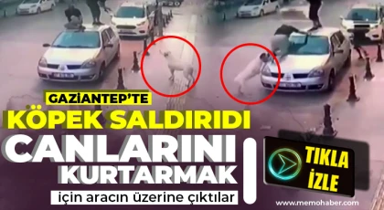 Gaziantep'te 2 genç, köpek saldırısından aracın üzerine çıkarak kurtuldu
