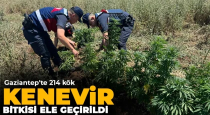 Gaziantep'te 214 kök kenevir bitkisi ele geçirildi