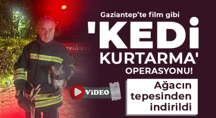 Gaziantep’te gece yarısı kedi operasyonu